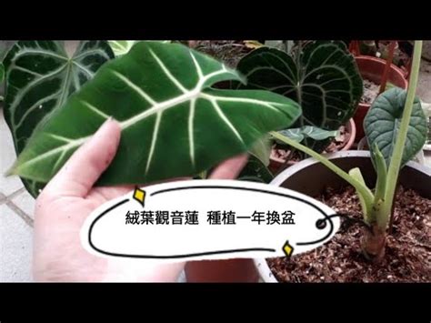 絨毛觀音蓮|【絨葉觀音蓮分株】絨葉觀音蓮必學分株大全！手把手。